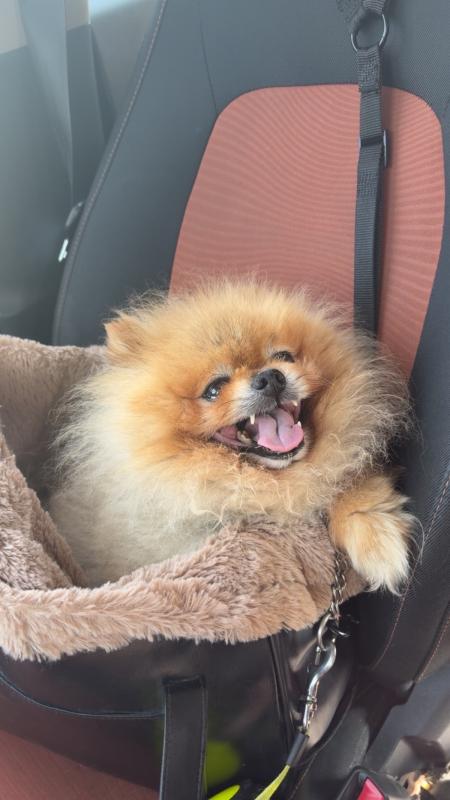 Teddy