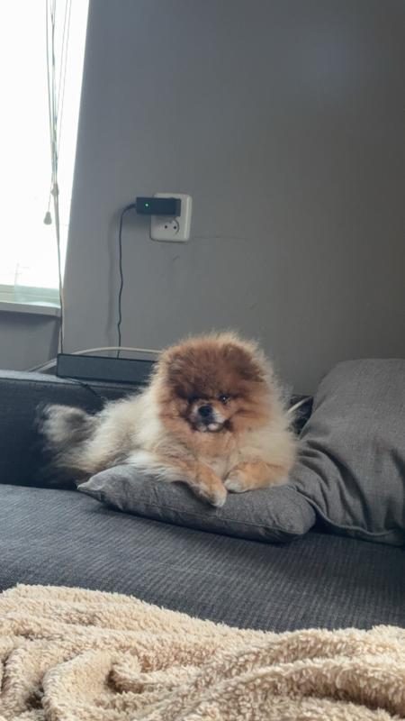 Teddy