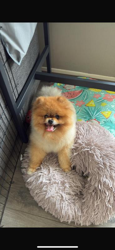Teddy