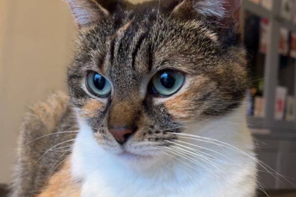 Milo