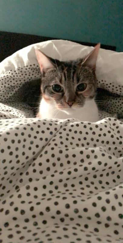 Milo