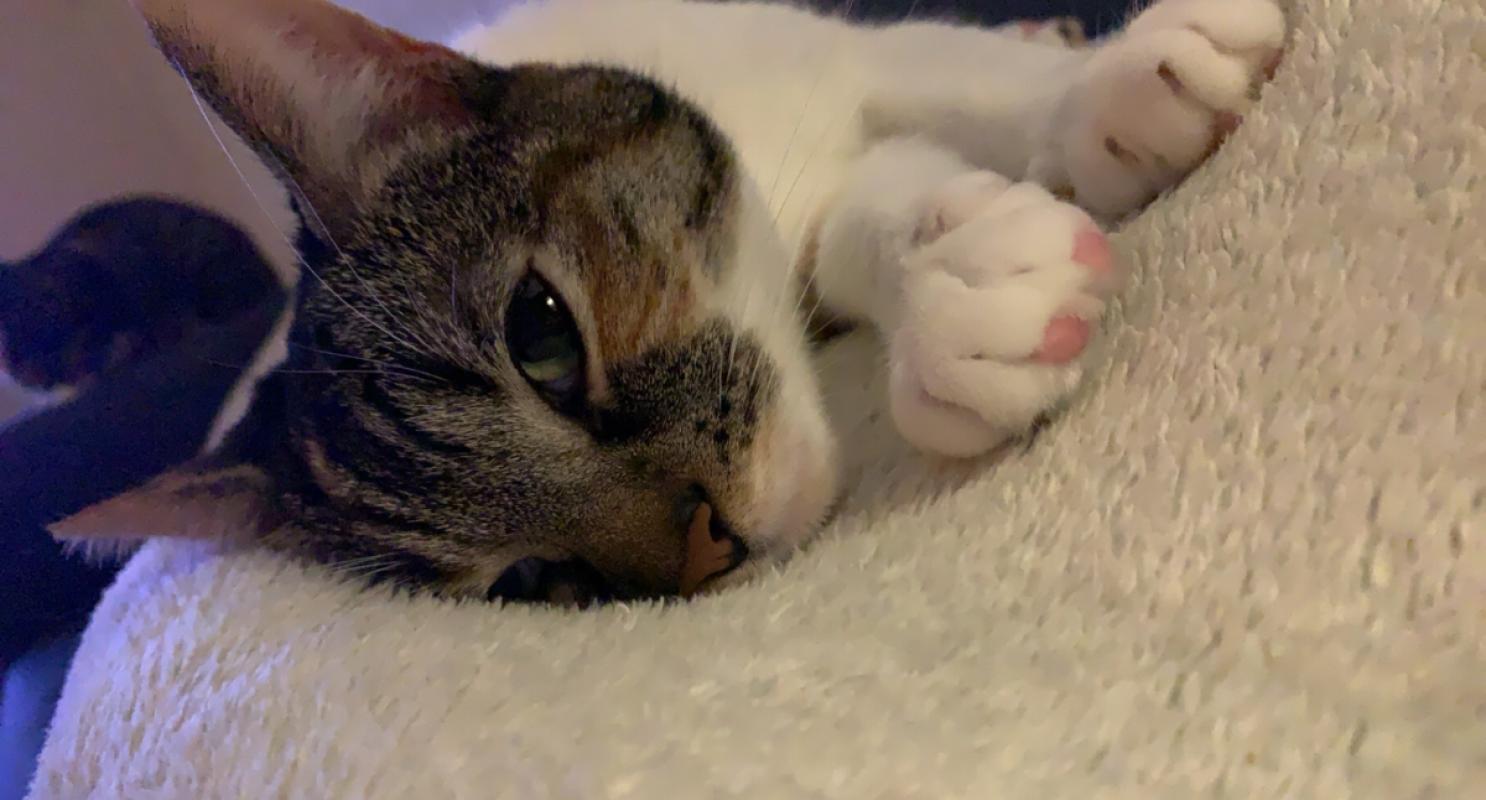 Milo