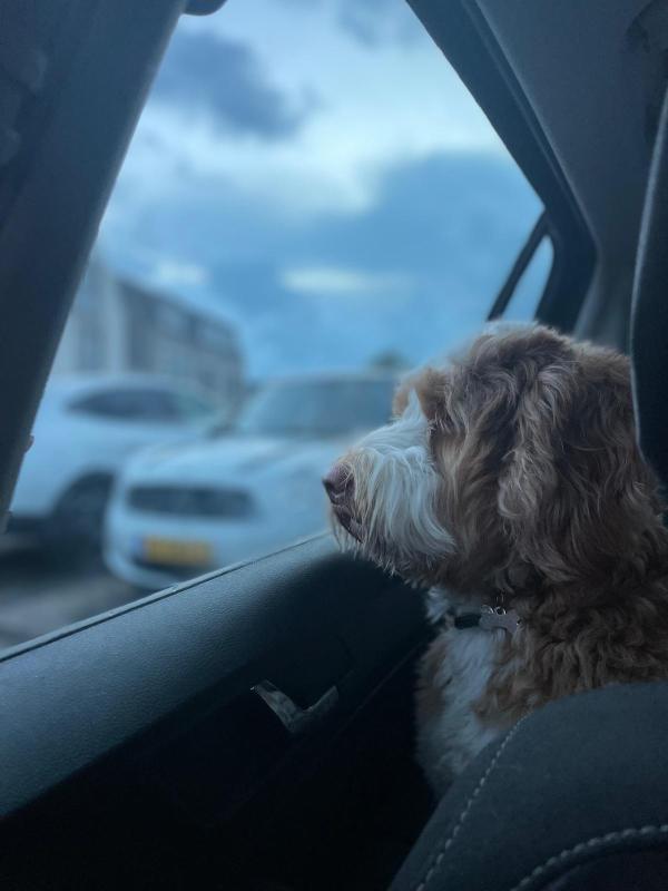Cooper