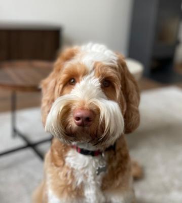 Cooper