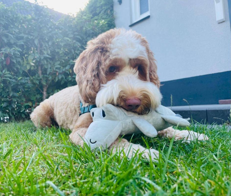 Cooper