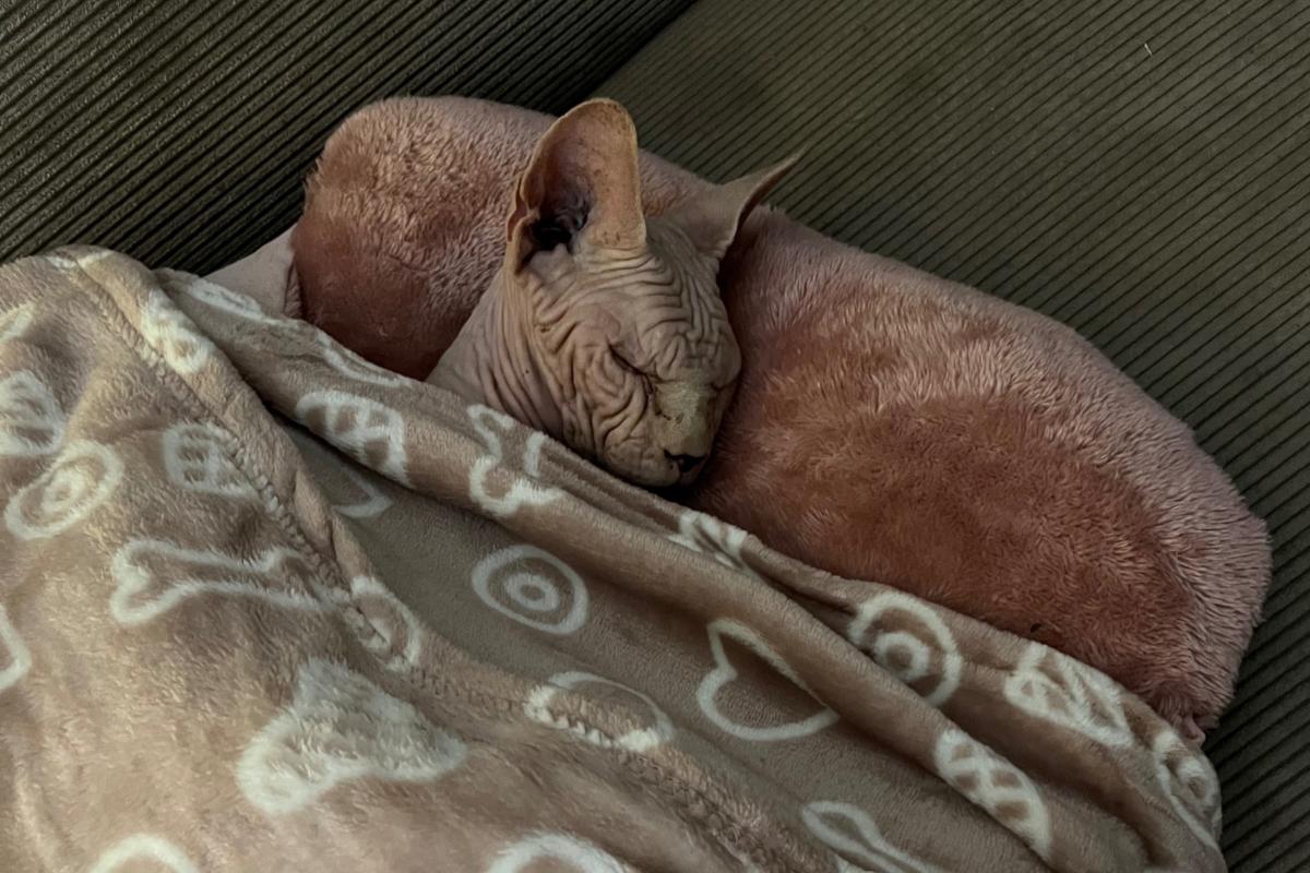 Dagi