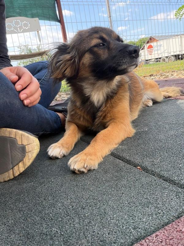 Maya