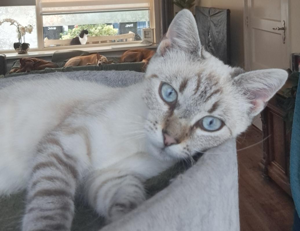 Hugo