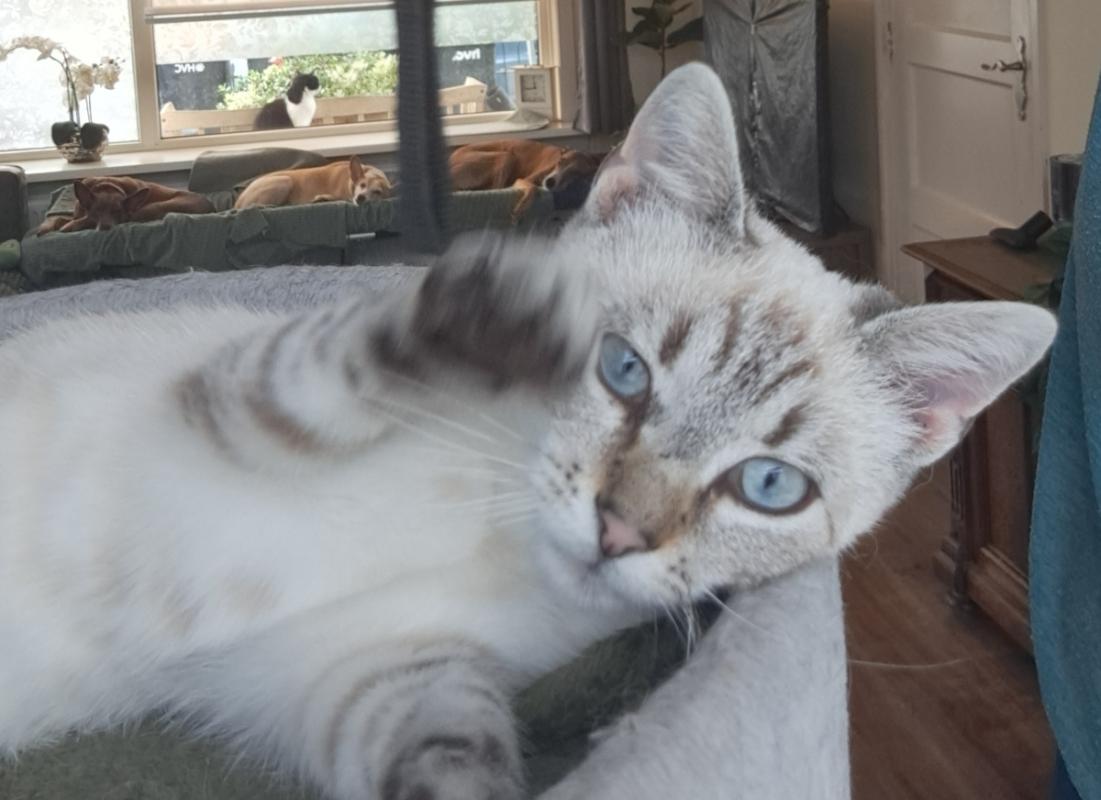 Hugo