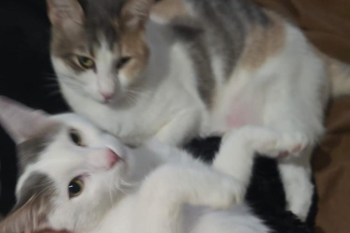 Zephyr en Athena