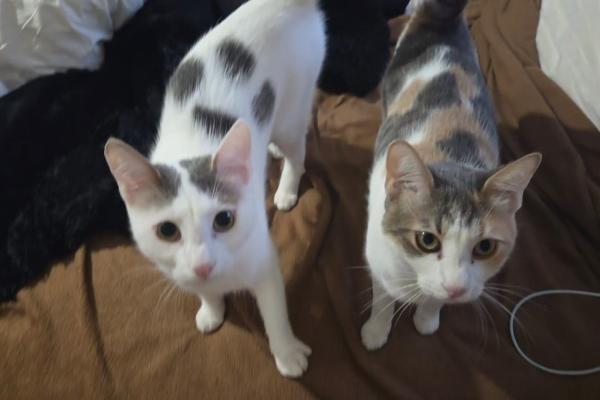 Zephyr + Athena