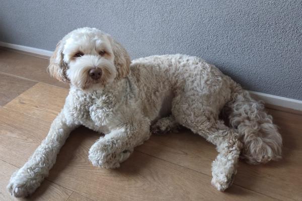 Teddy