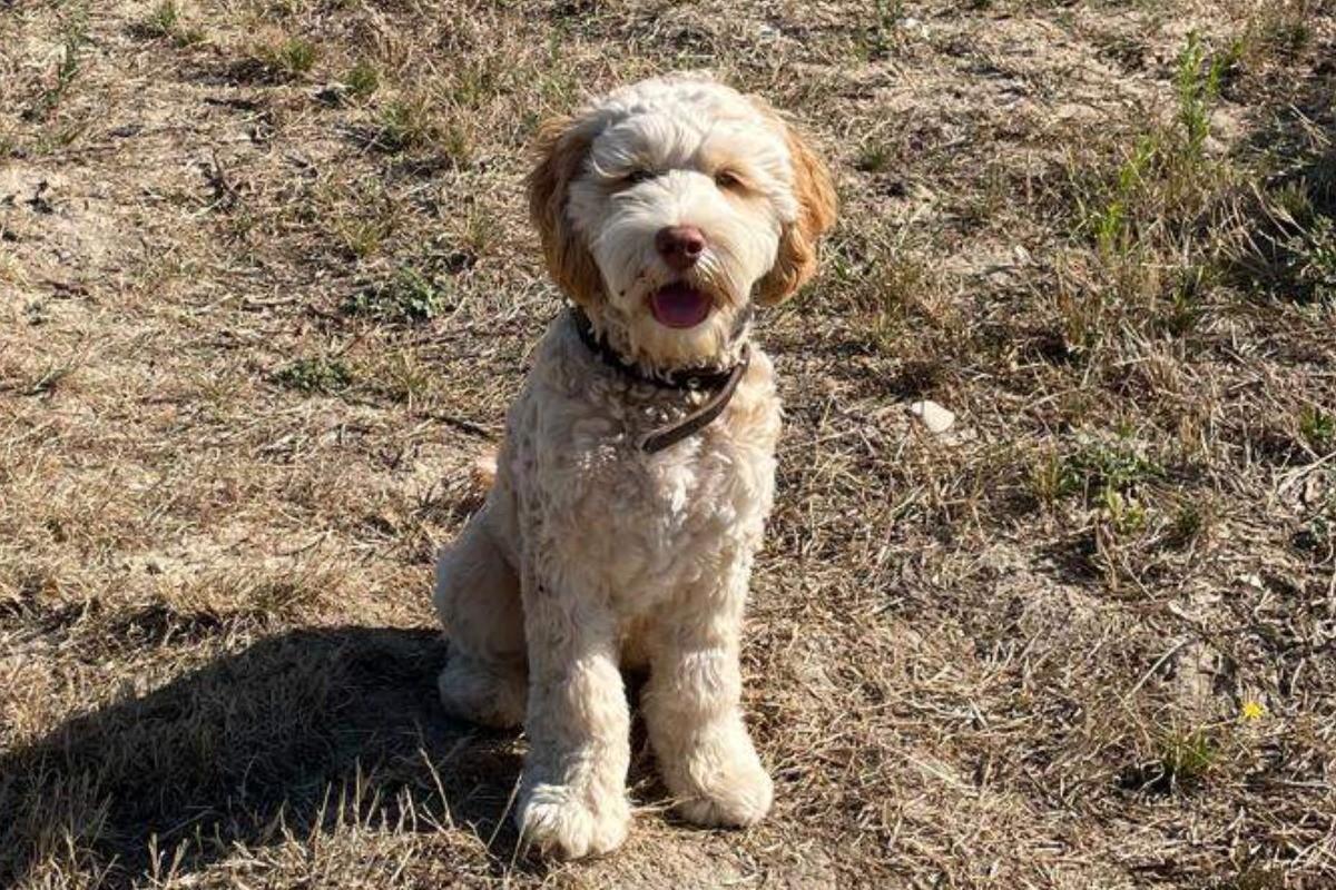 Teddy