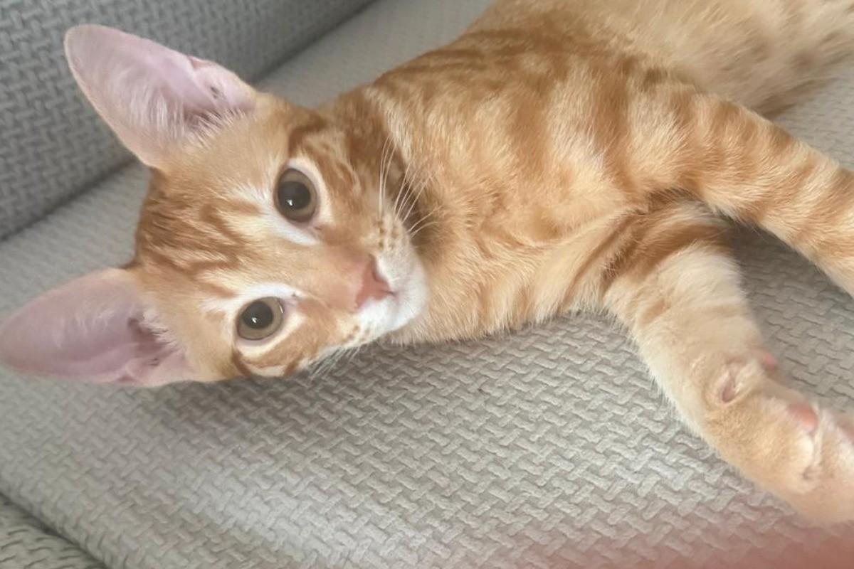 Archie