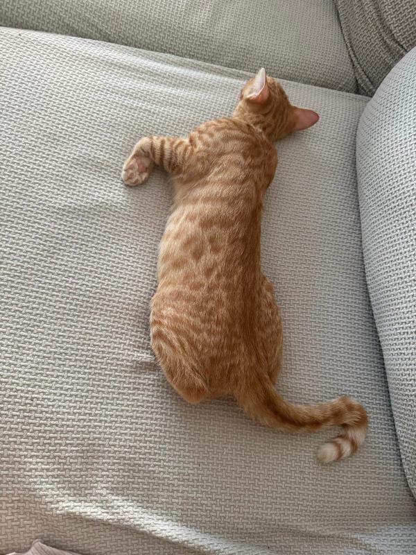 Archie