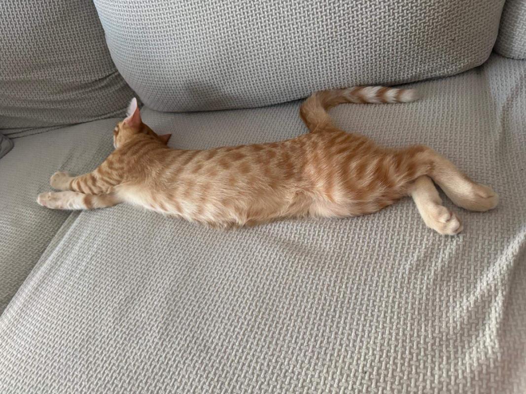 Archie