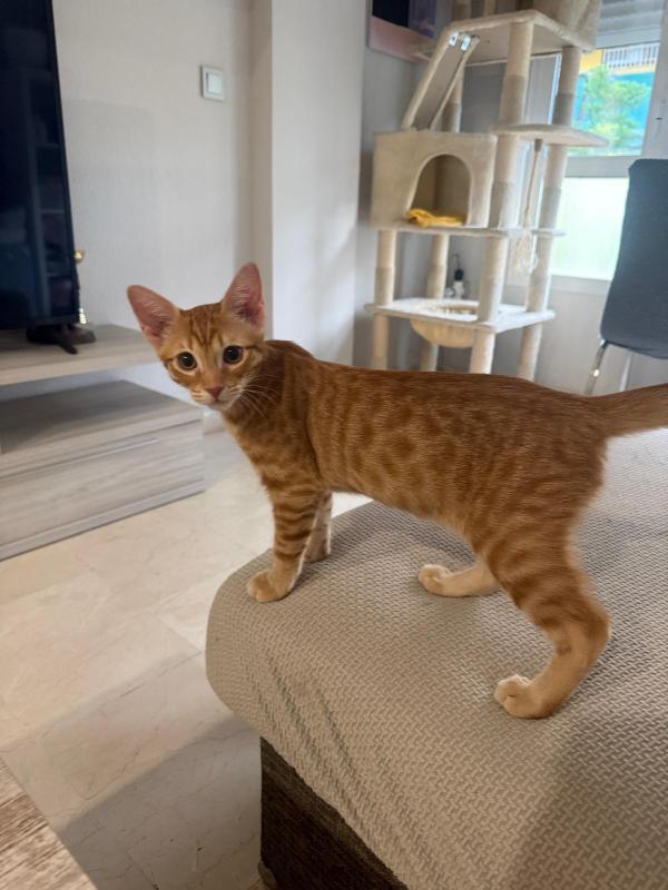 Archie