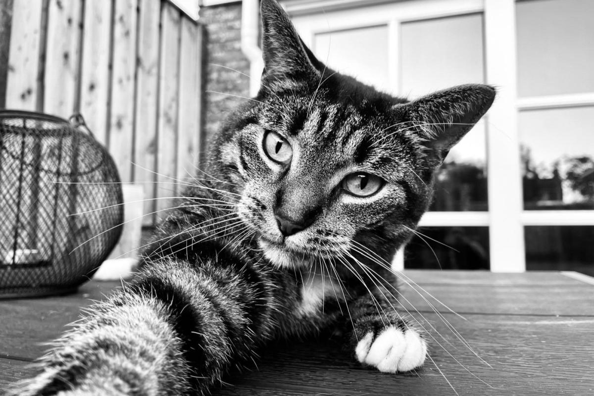 Ramses