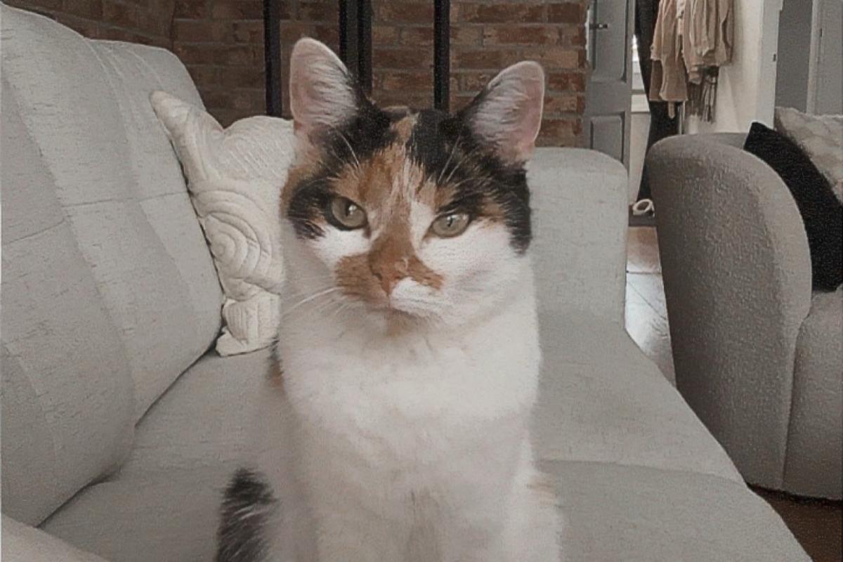 Mimi