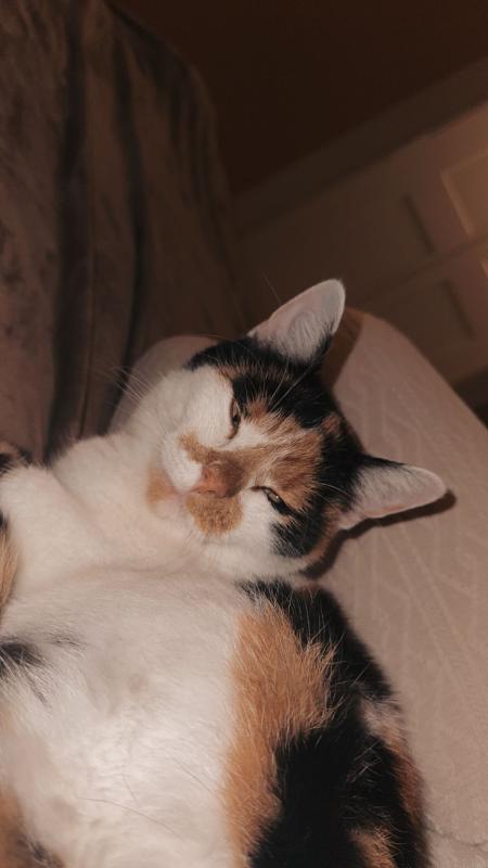 Mimi