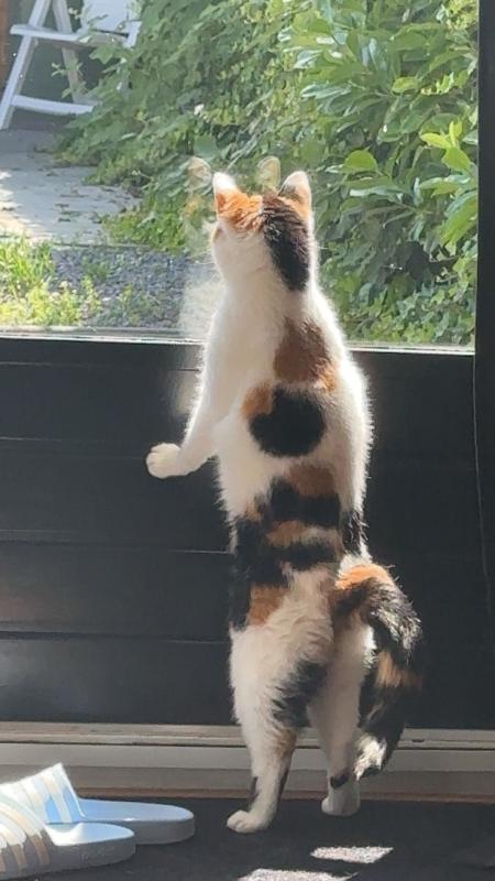 Mimi