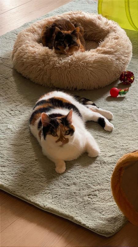 Mimi