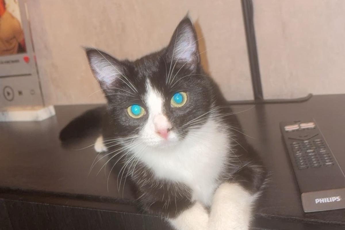 Molly