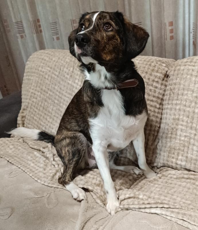 Harley