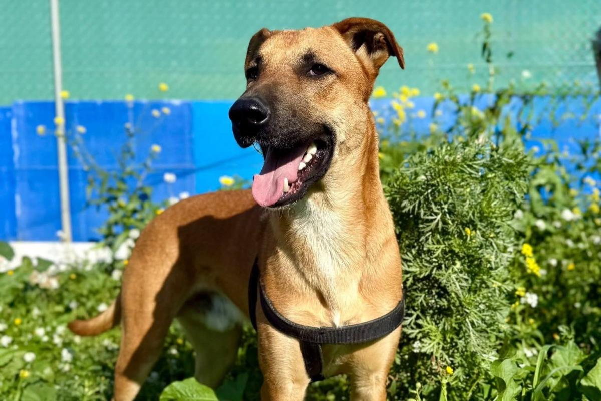 Tyson