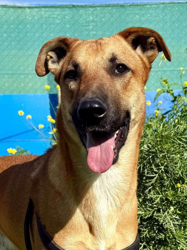 Tyson