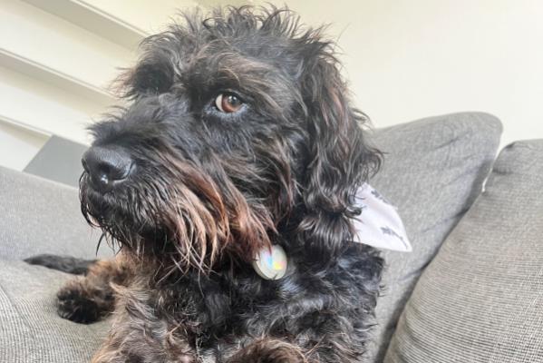 Scotty