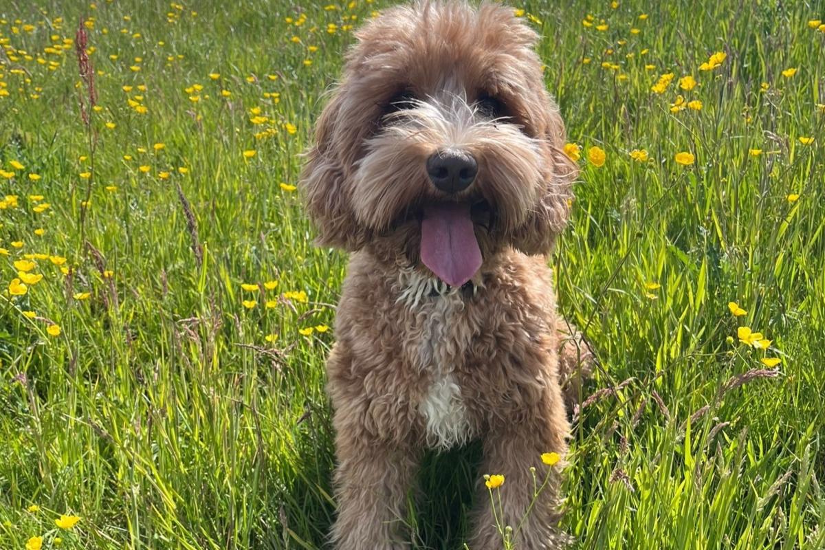 Tibbe