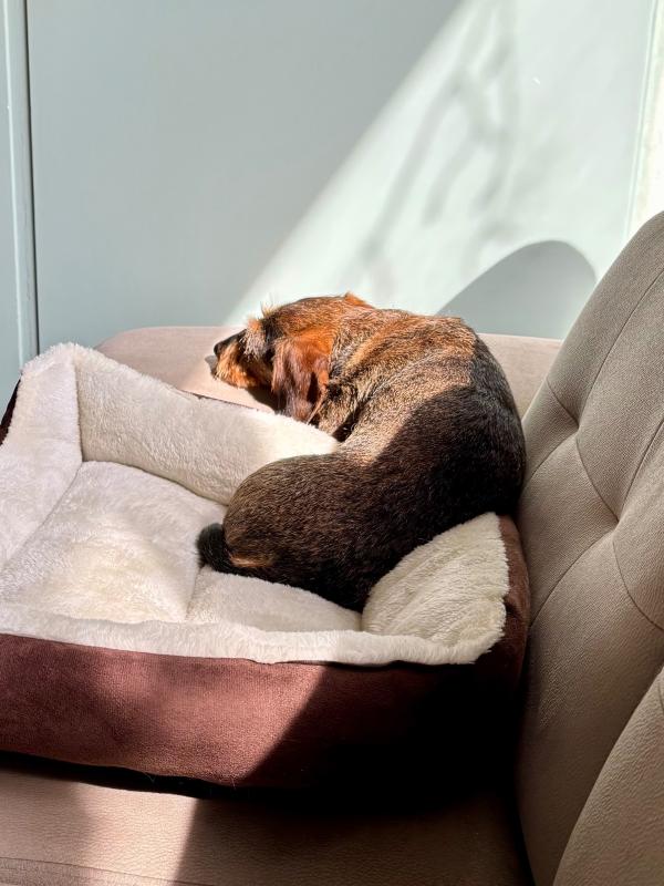 Nala
