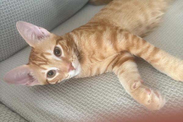 Archie