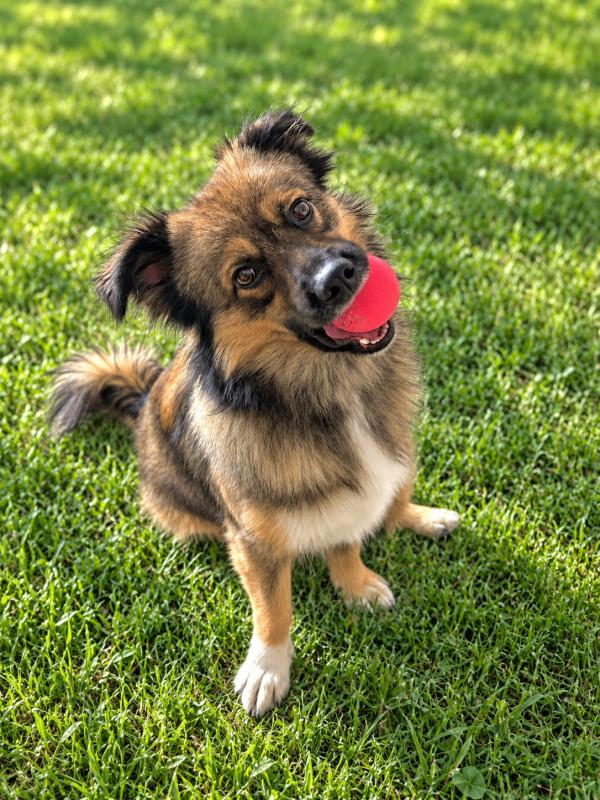 Kiko