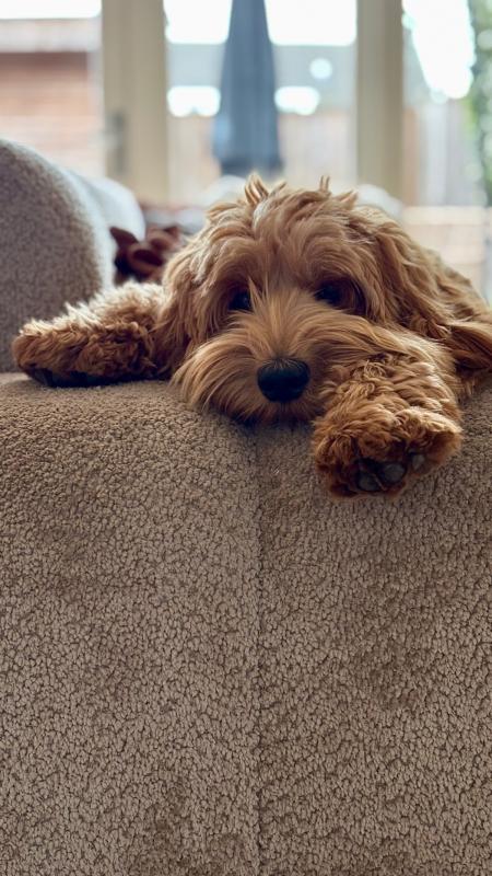 Archie
