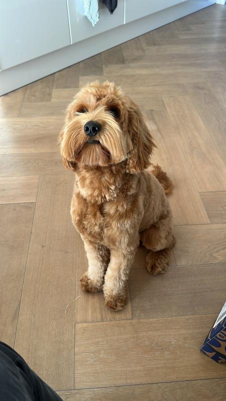 Archie