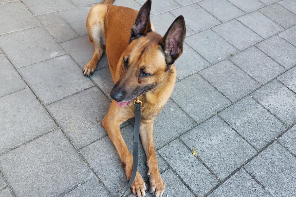 Caesar
