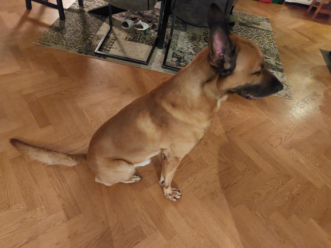 Caesar