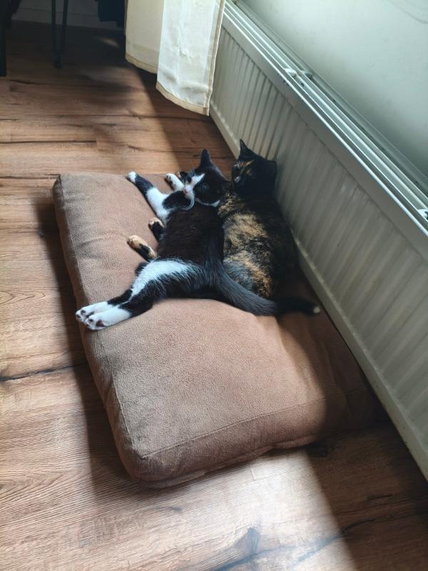 Ziva