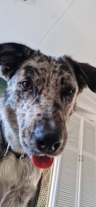 Kaya