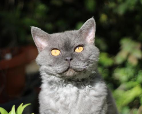 Muis