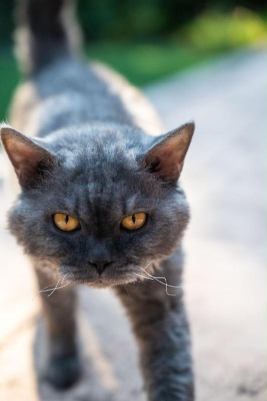 Muis