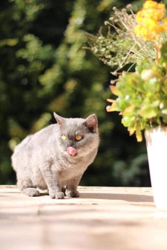 Muis