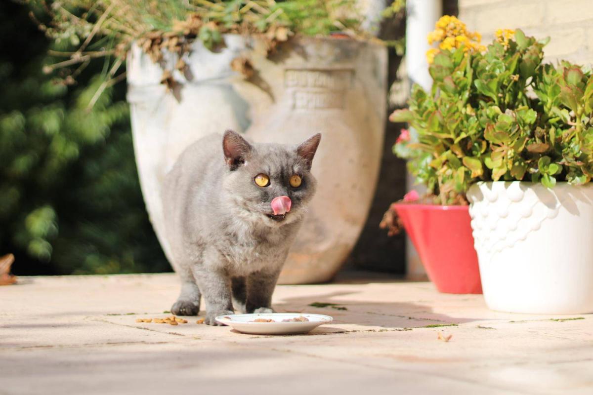 Muis