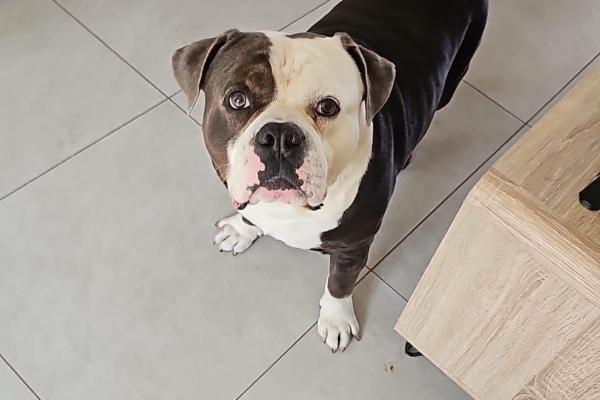 Balou