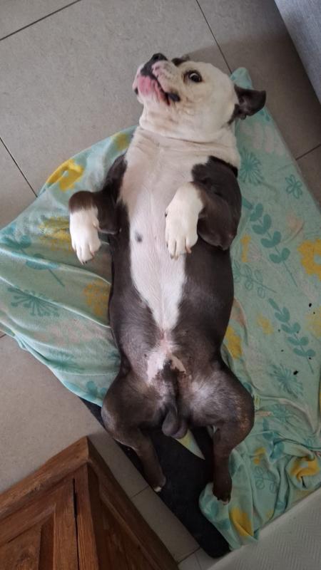 Balou
