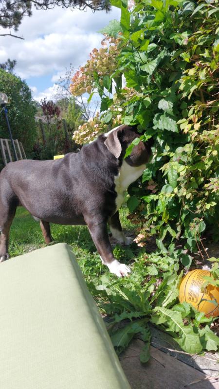 Balou
