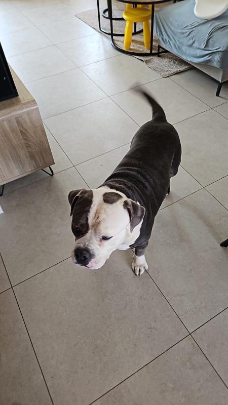 Balou