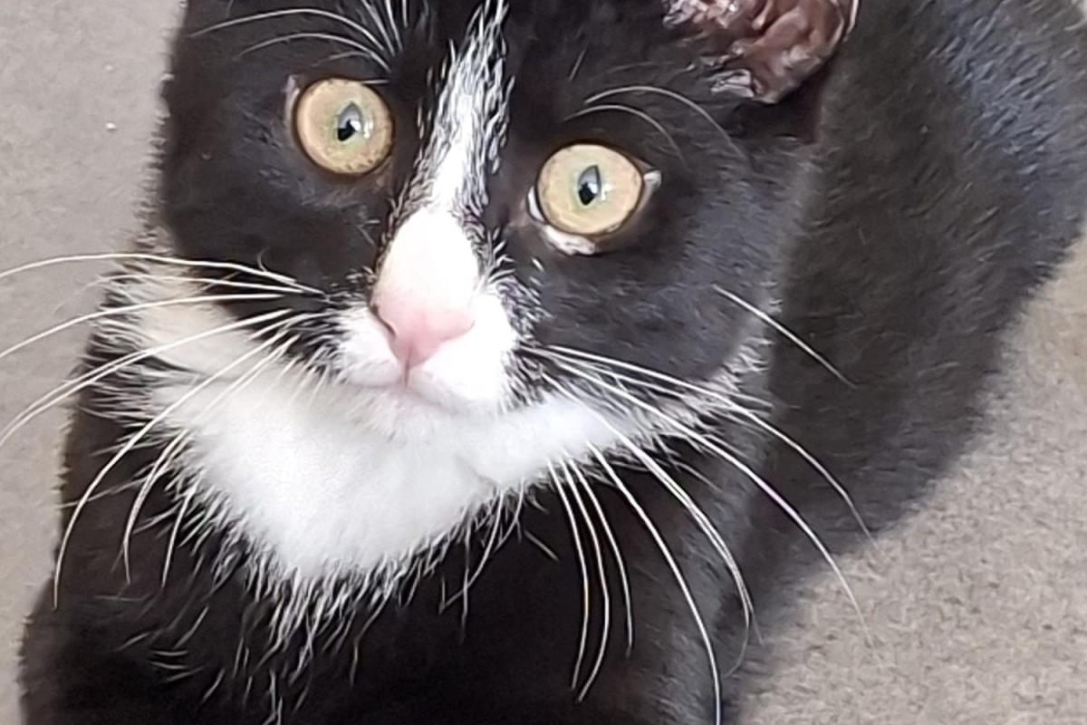 Felix